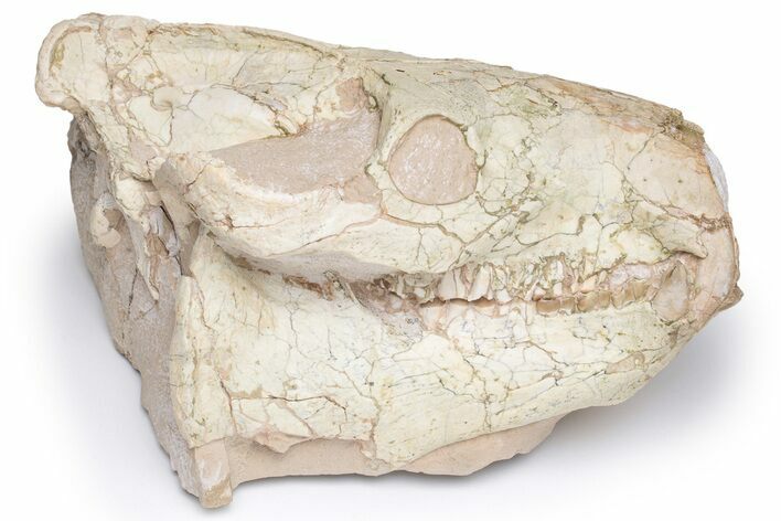 Oreodont (Eporeodon) Skull - South Dakota #217182